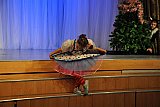 Новый 2013 год